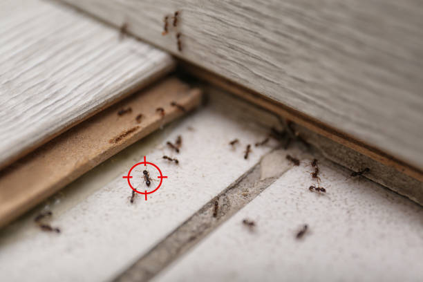 Best Affordable Pest Control Services  in Hinesville, GA