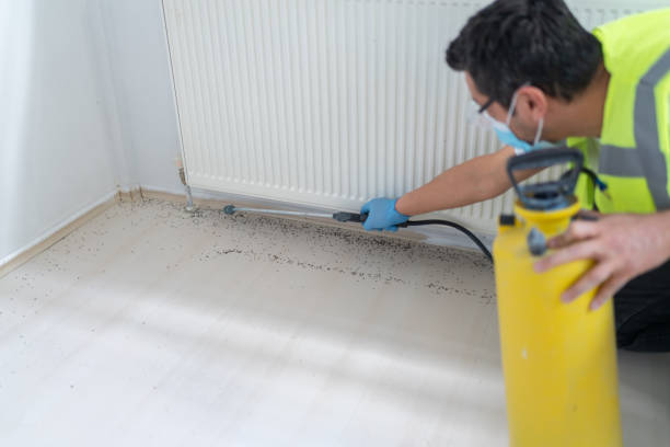 Best Flea Control Services  in Hinesville, GA